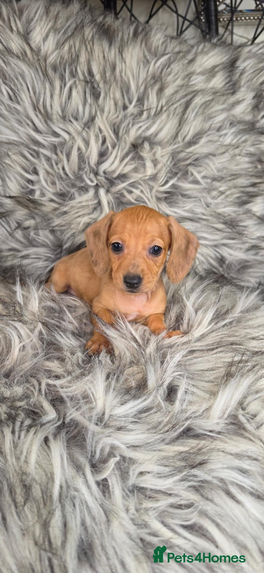 Miniature Dachshund dogs Light red/tan and cream Miniature Dachshund  - Advert 10