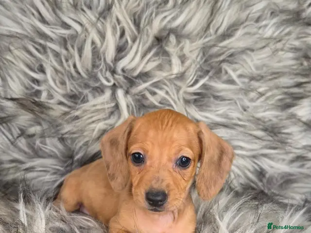Miniature Dachshund dogs Reduced price 700£ red/tan and cream 5 boys left - Advert 11