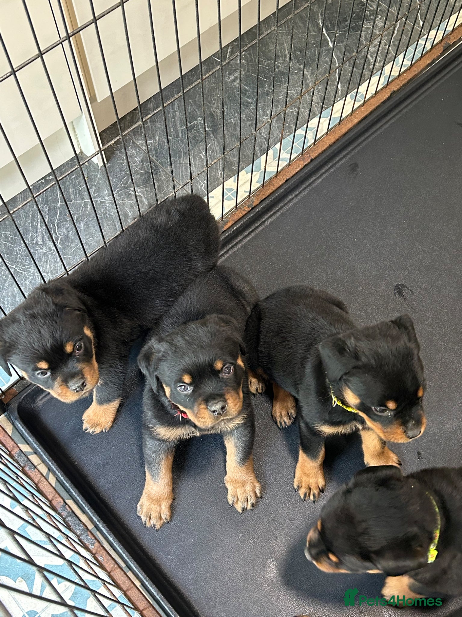 Rottweiler dogs for sale: Rottweiler Puppies  - Advert 6