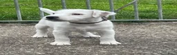 Jack Russell dogs for sale: Good quality Jack Russell dog puppy  - Advert 5