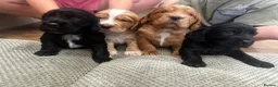 Cocker Spaniel dogs for sale: Outstanding Pedigree Cockers - Advert 3