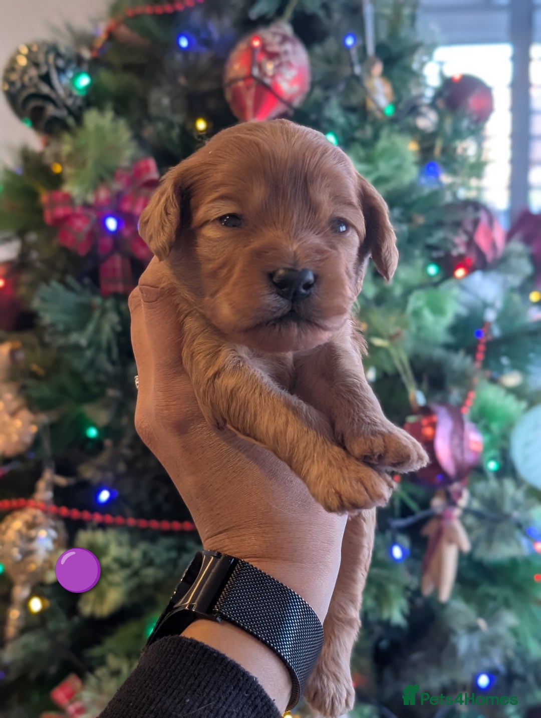 Goldendoodle dogs for sale: Miniature goldendoodle puppies   - Advert 4