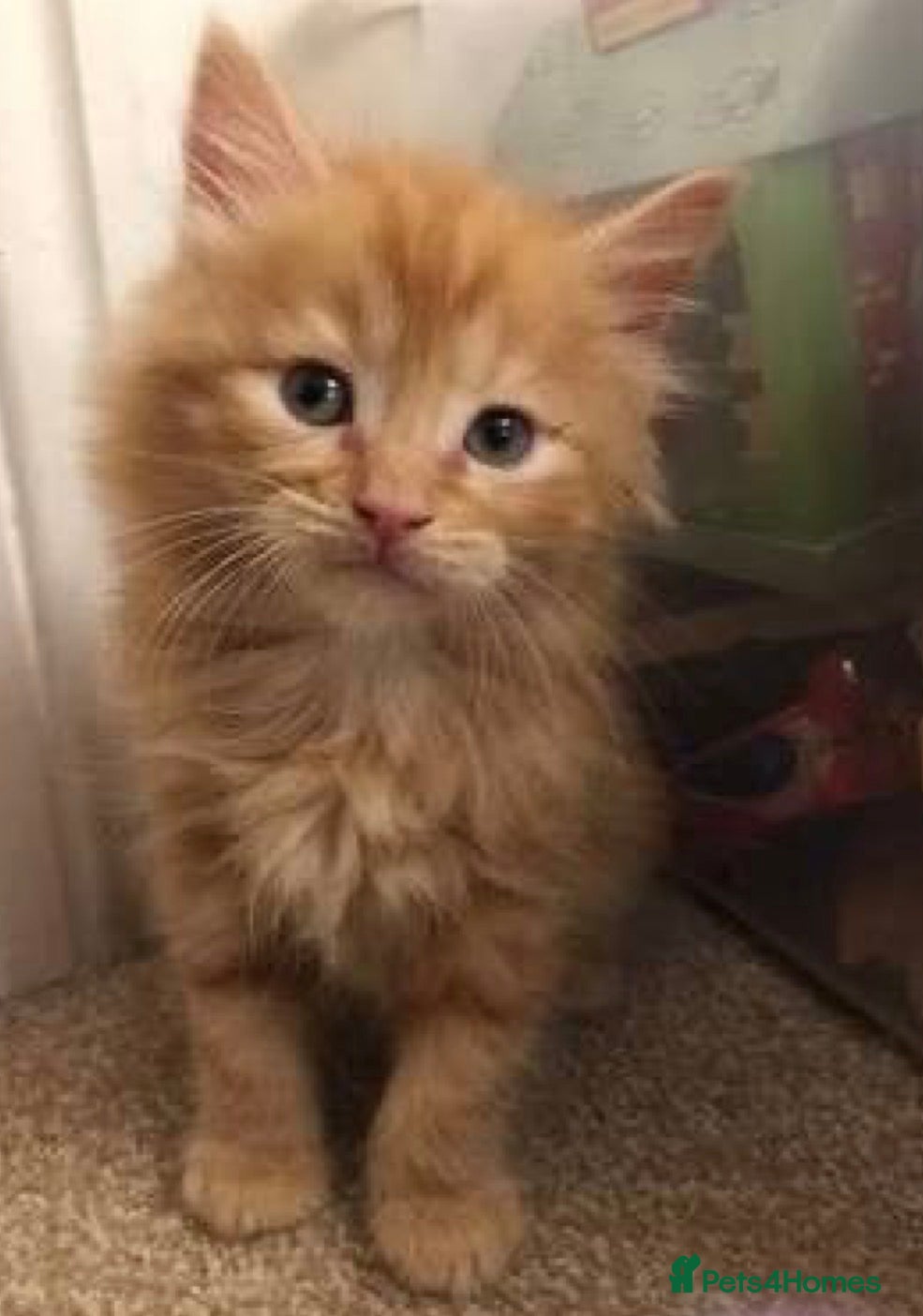 Mixed Breed cats  Cute kittens  (8 weeks old ) - Advert 1