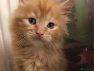 Mixed Breed cats Cute kittens (8 weeks old ) - Advert 1