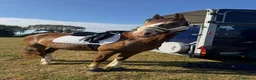 Welsh Section D horses for sale: Section D 14.2h mare - Advert 10