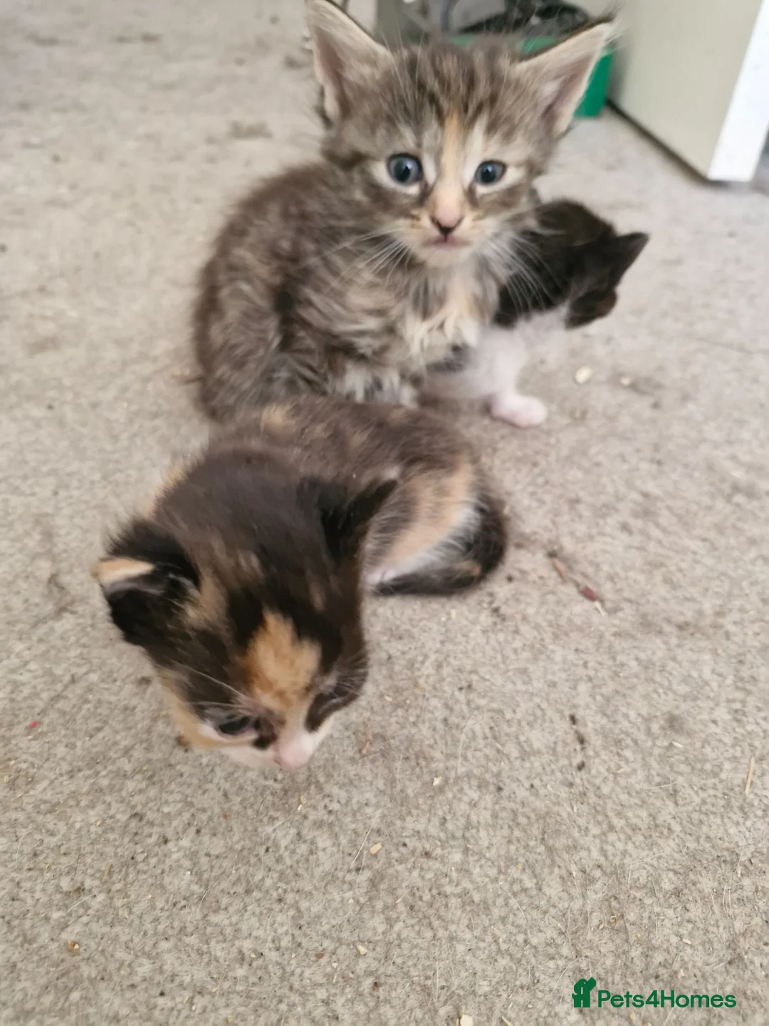 British Shorthair cats for sale: Kittens in Nottingham - Advert 1