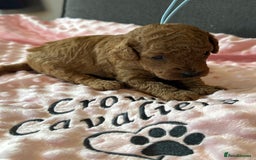 Toy Poodle dogs for sale: EXTENSIVE HEALTH TEST KC RED TOY POODLES LICENSED - Image 14