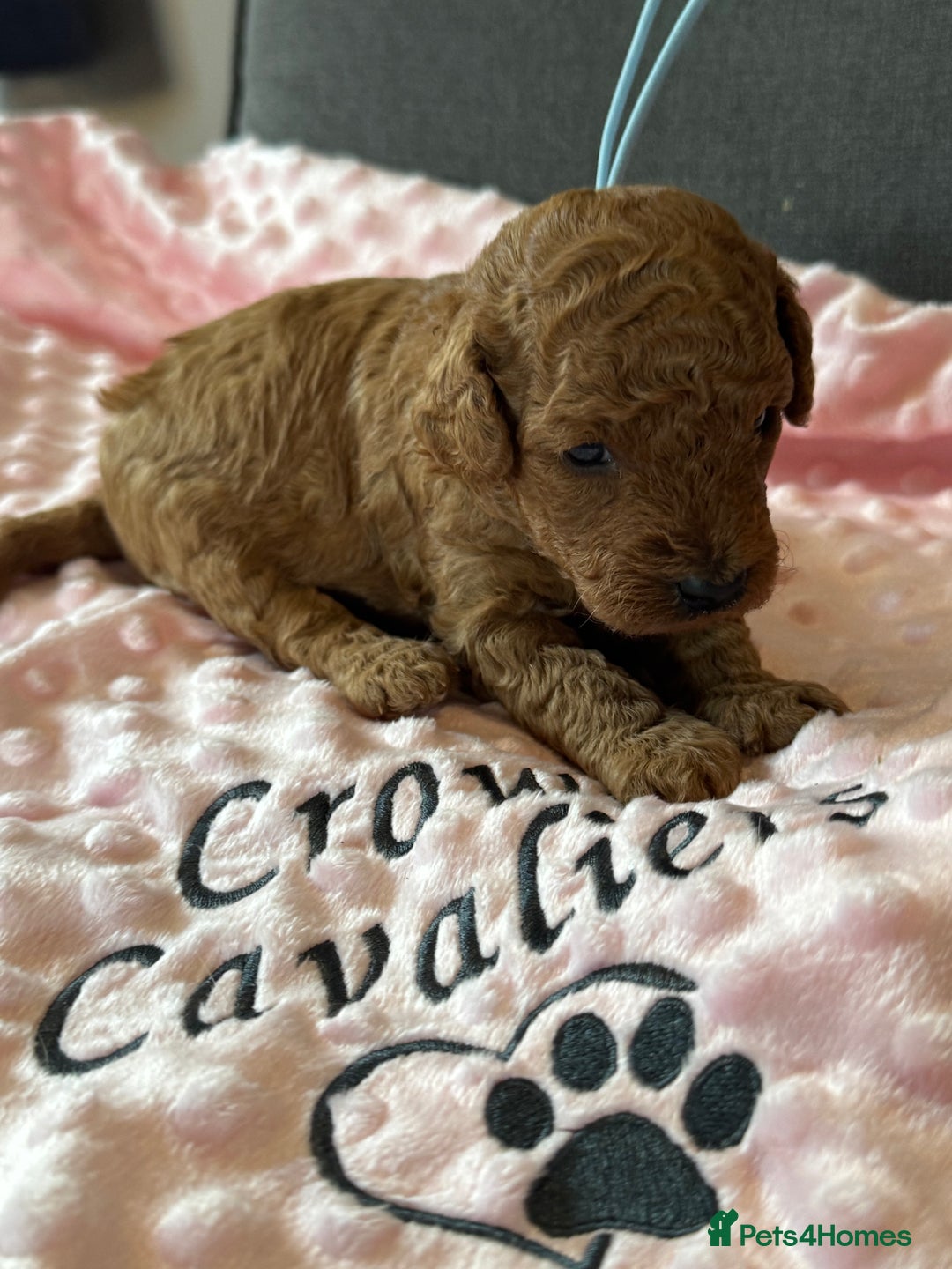 Toy Poodle dogs for sale: EXTENSIVE HEALTH TEST KC RED TOY POODLES LICENSED - Image 14