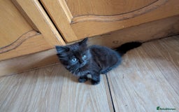 British Longhair cats for sale:  20 £  Fluffy kittens very beautifull - Image 2
