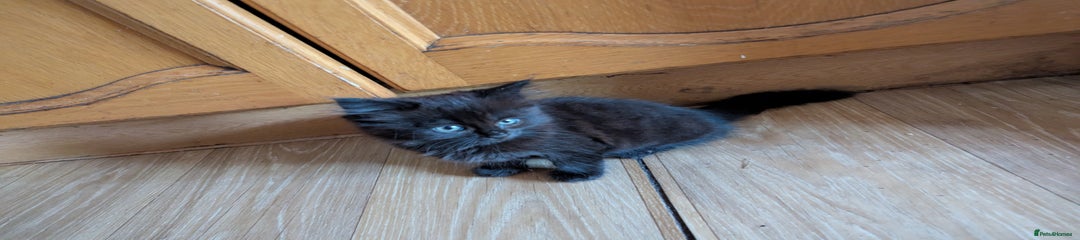 British Longhair Kitten 2