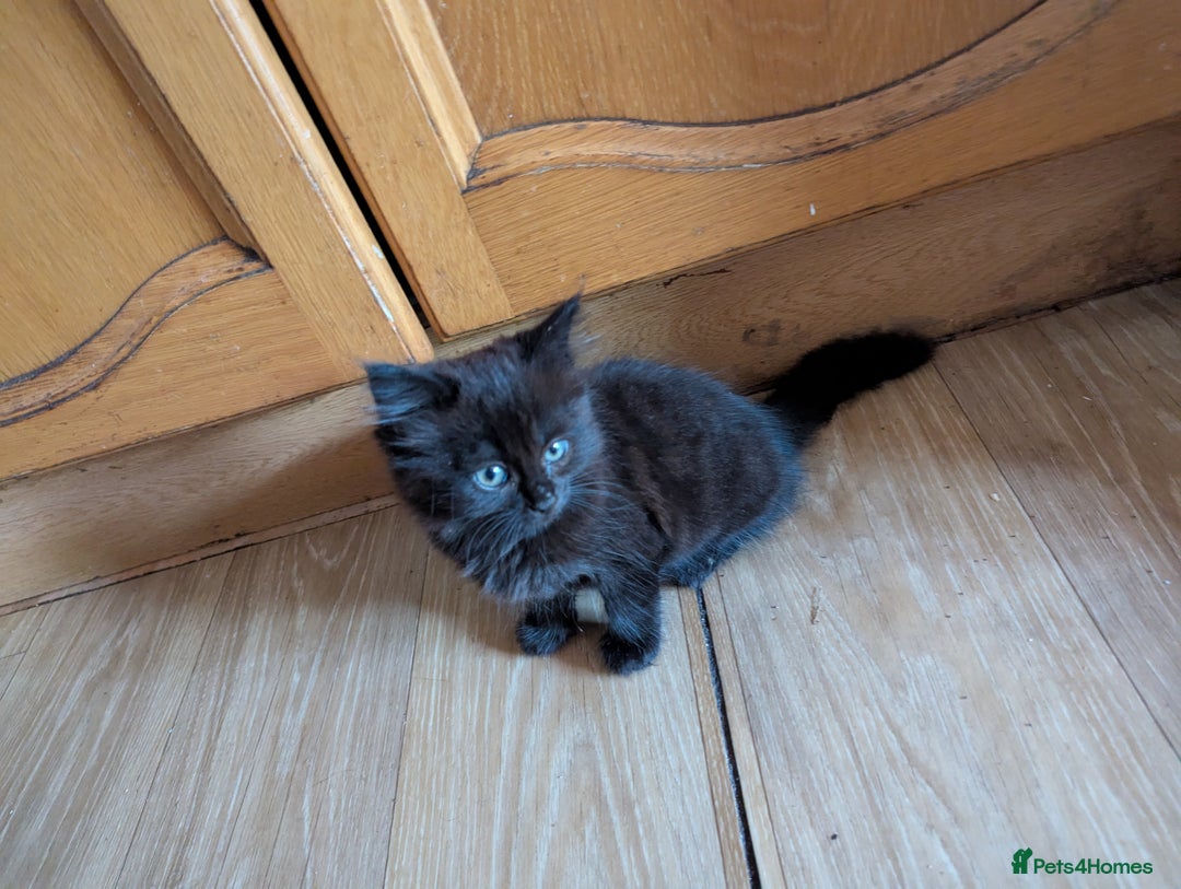British Longhair cats for sale:  20 £  Fluffy kittens very beautifull - Image 2