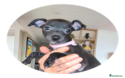 Italian Greyhound dogs for sale: Beautiful italian greyhound  - Image 14