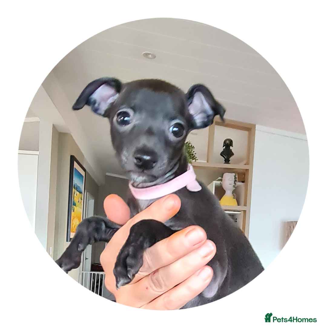 Italian Greyhound dogs for sale: Beautiful italian greyhound  - Image 14