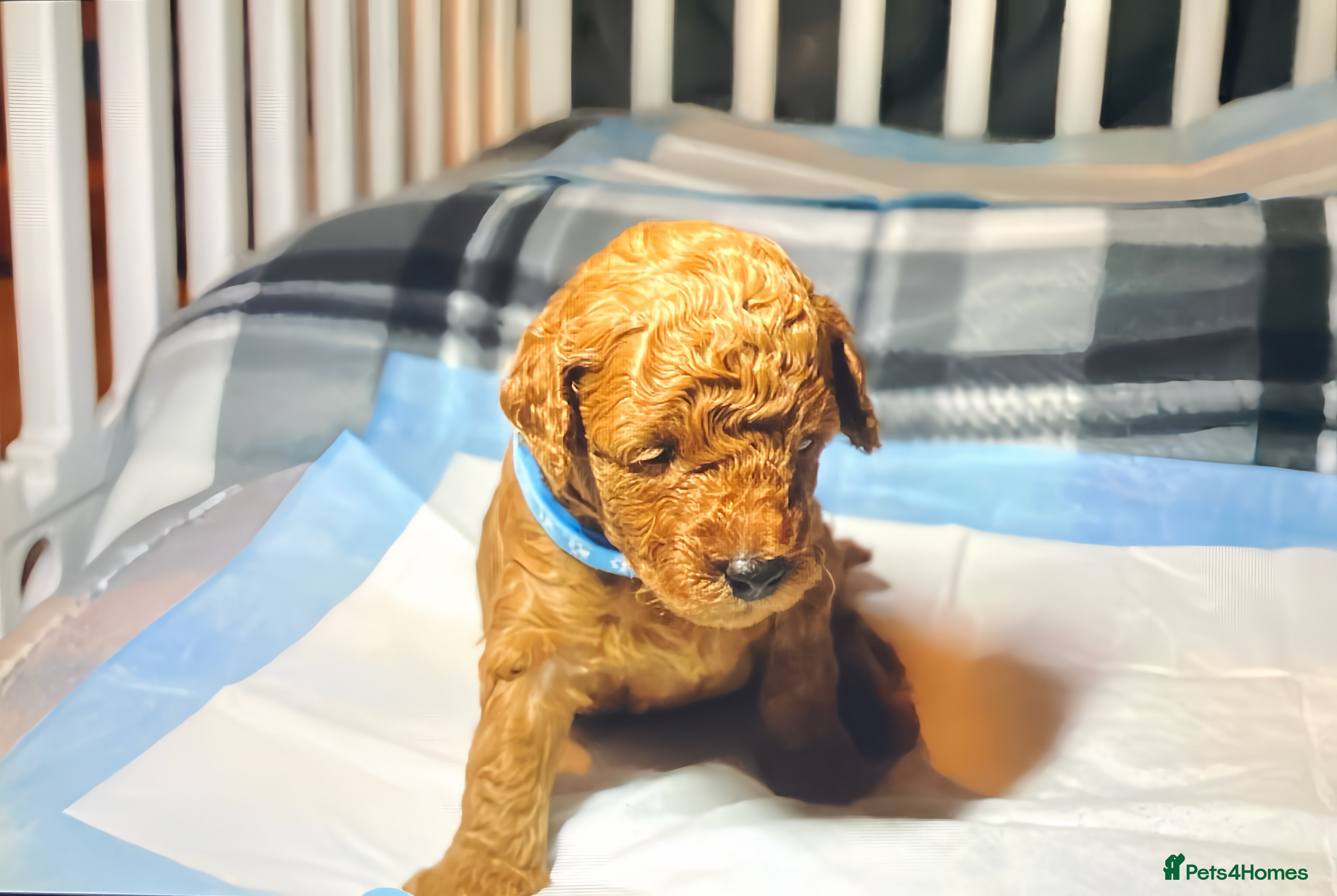 Toy Poodle dogs Pure red toy poodle FEMALE puppies for sale - Advert 14