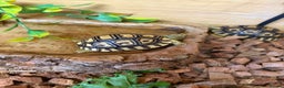 Tortoise reptiles for sale: Leopard Toises-Babies - Advert 7
