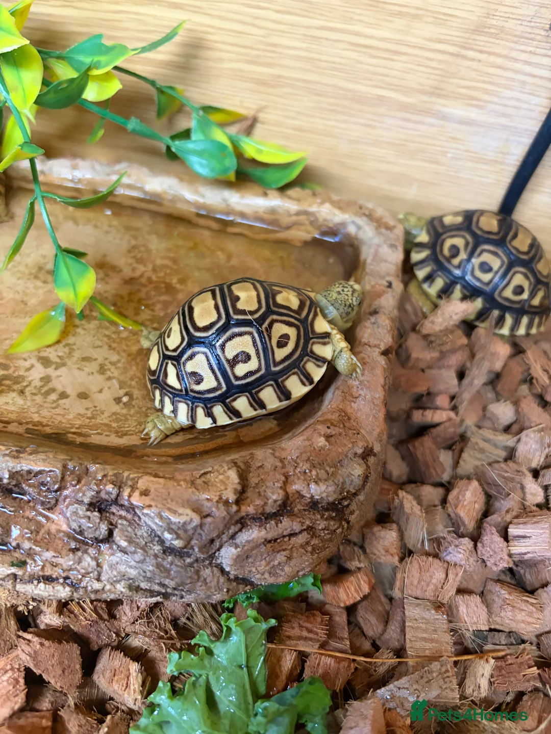 Tortoise reptiles for sale: Leopard Toises-Babies - Advert 7