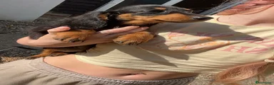 Miniature Dachshund 1