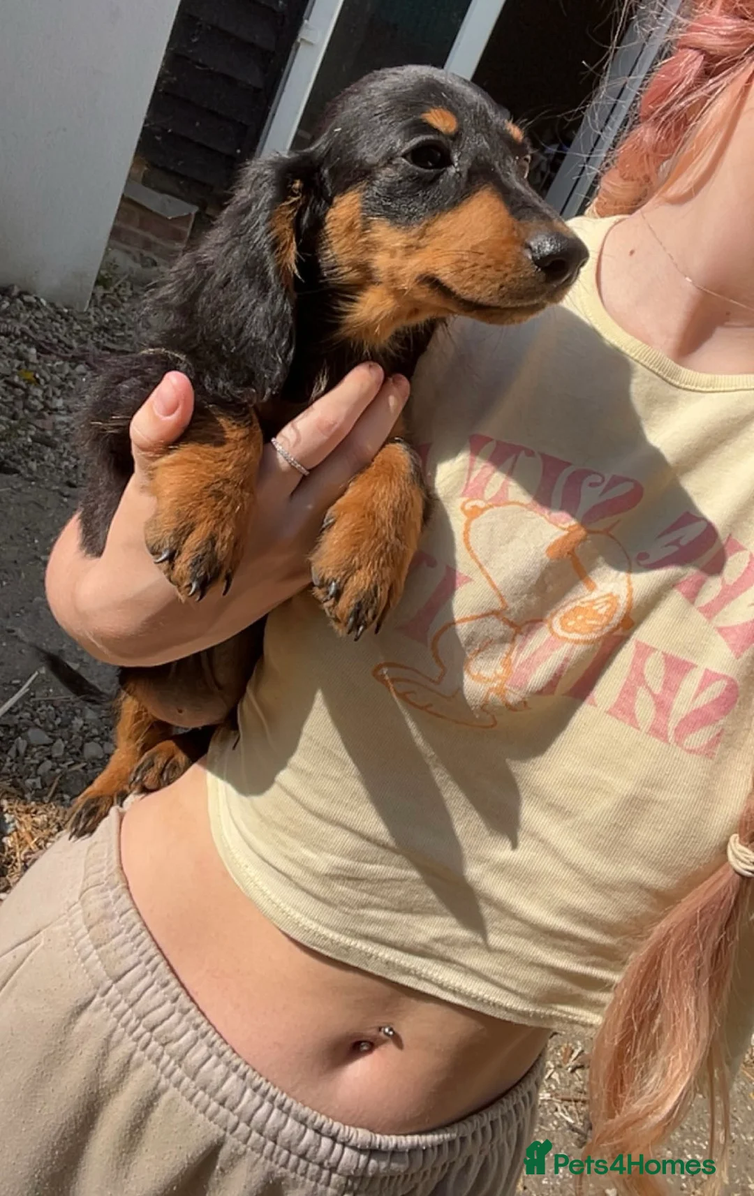 Miniature Dachshund dogs for sale: 5 Beautiful Miniature Dachshund Puppies For Sale - Advert 6