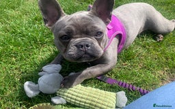 French Bulldog dogs for sale: Blue female French bulldog 2years old - Image 13