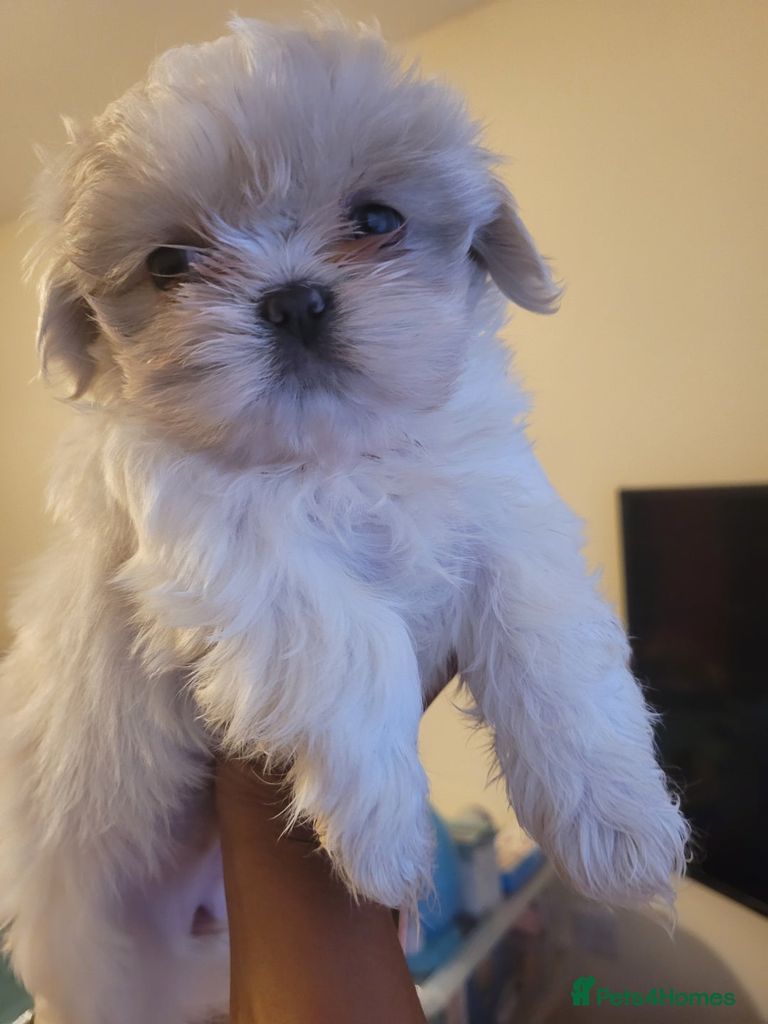 Shih Tzu dogs for sale: Ready now 🥰 Last Imperial ShihTzu Lavender Girl.  - Image 15