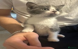 British Shorthair cats for sale: Beautiful British Short haired mixed kittens  - Image 3