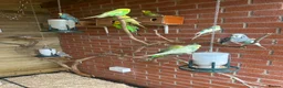 Budgerigars birds for sale: Baby budgies for sale Wigan  in Wigan - Advert 3