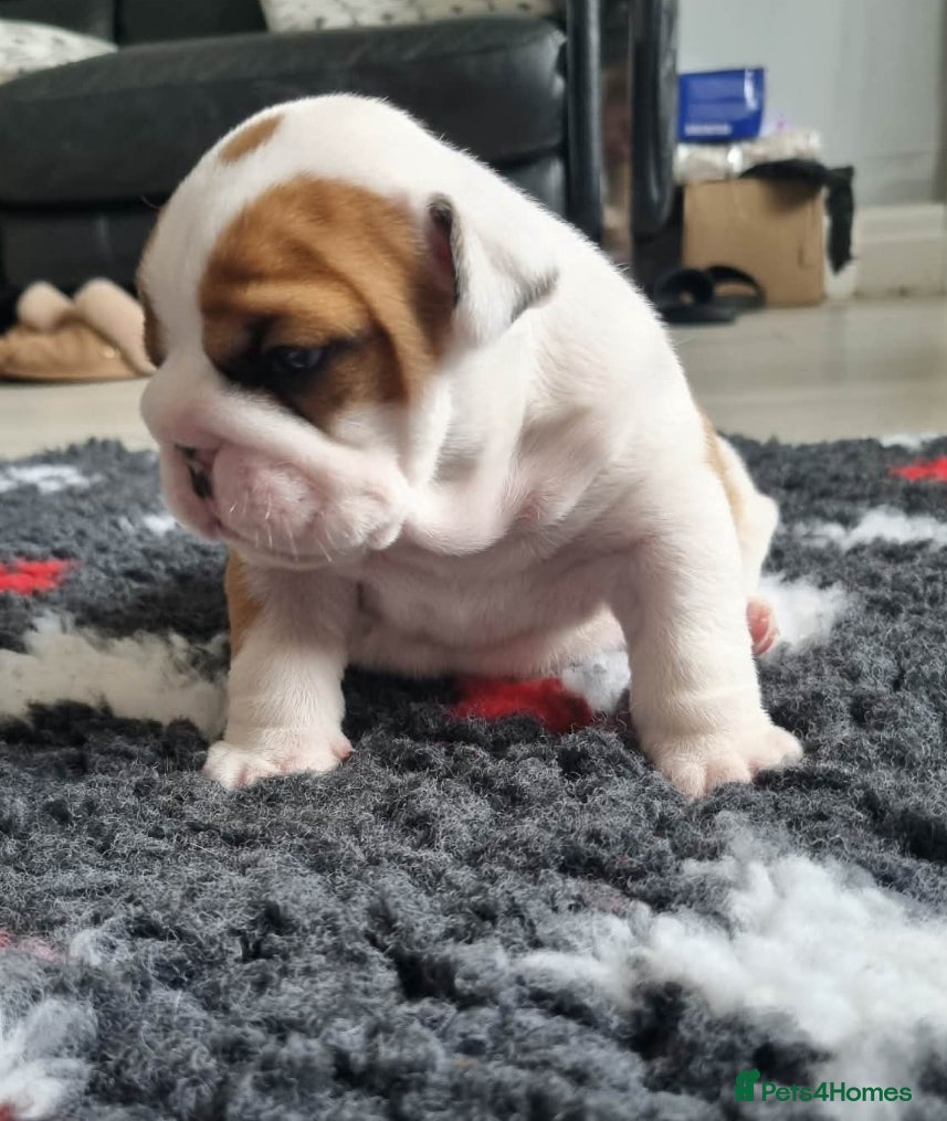 English Bulldog dogs 5 standard bulldogs silver health tested parents  - Advert 2