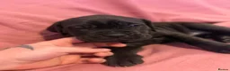 Cane Corso dogs for sale: Cane corso puppies for sale - Advert 8