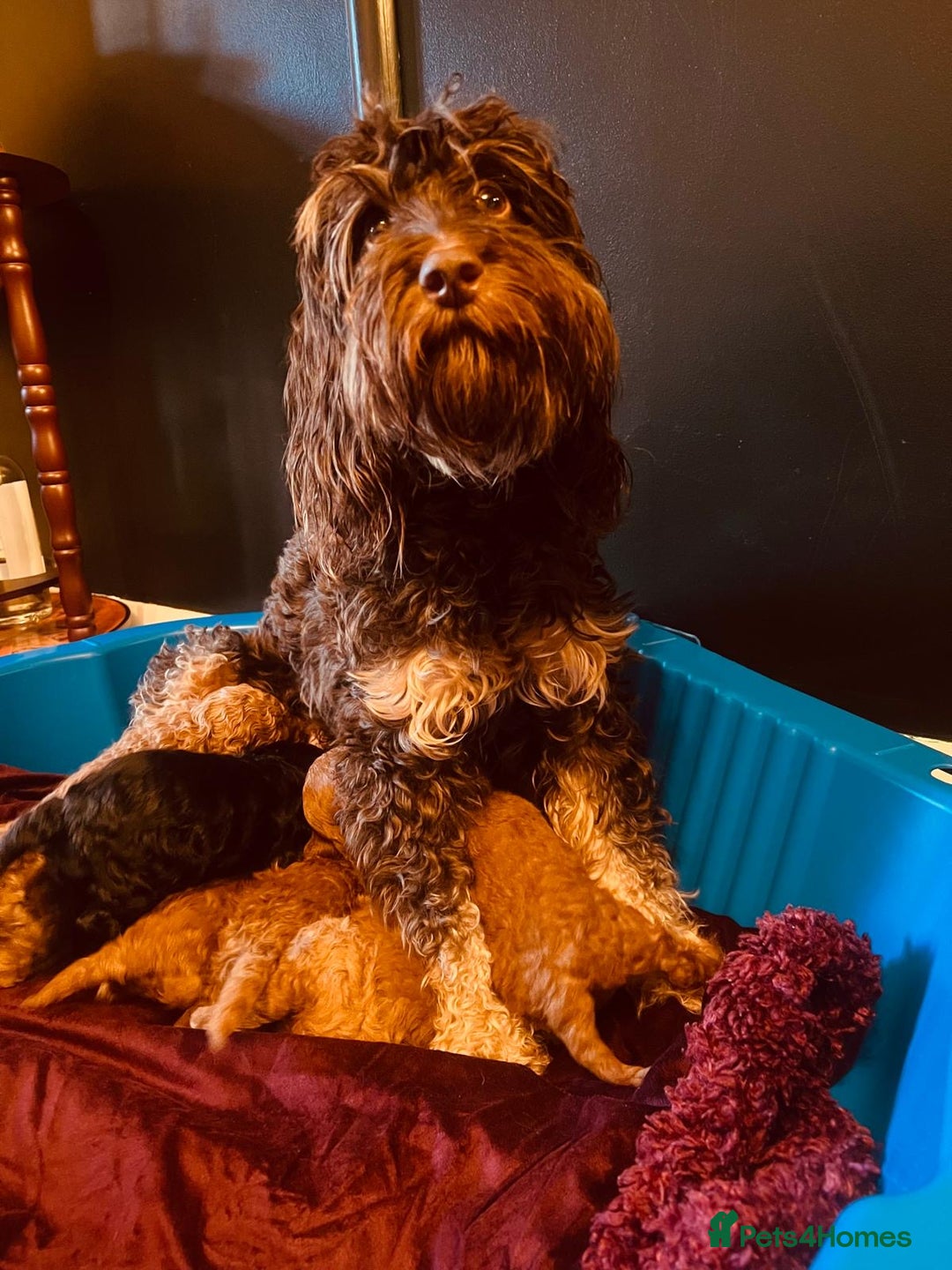Cockapoo dogs for sale: Beautiful Cockapoo Puppies for Sale ✨🐾 - Advert 10
