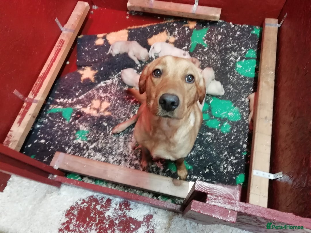 Labrador Retriever dogs for sale: Gorgeous KC Registered Labrador Pups - Advert 5