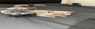 British Shorthair Kitten 3