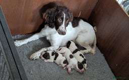 English Springer Spaniel dogs for sale: English Springer spaniel pups - Image 1