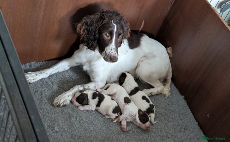 English Springer Spaniel dogs - Advert 1