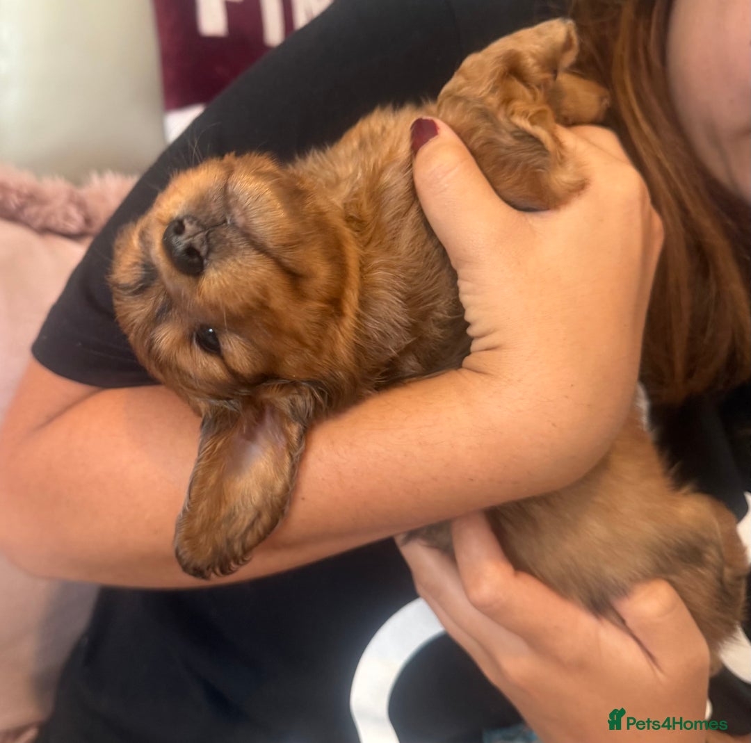 Miniature Dachshund dogs for sale: KC REG Long Hair Miniature Dachshund x 3 Red Boys - Image 14