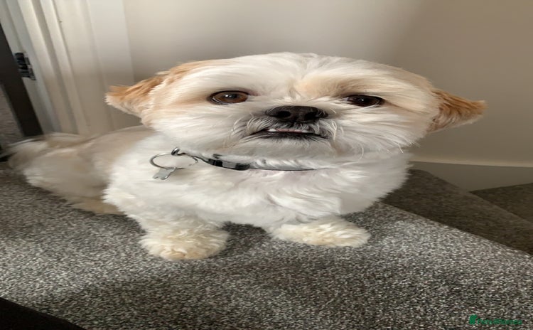 Shih Tzu dogs - Advert 1