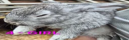 Mixed Breed rabbits for sale: Bunnies for sale in Cannock - Advert 11