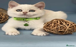 British Shorthair cats for sale: 🫶GCCF - NY12 Golden British Shorthair kittens 🫶 - Image 4