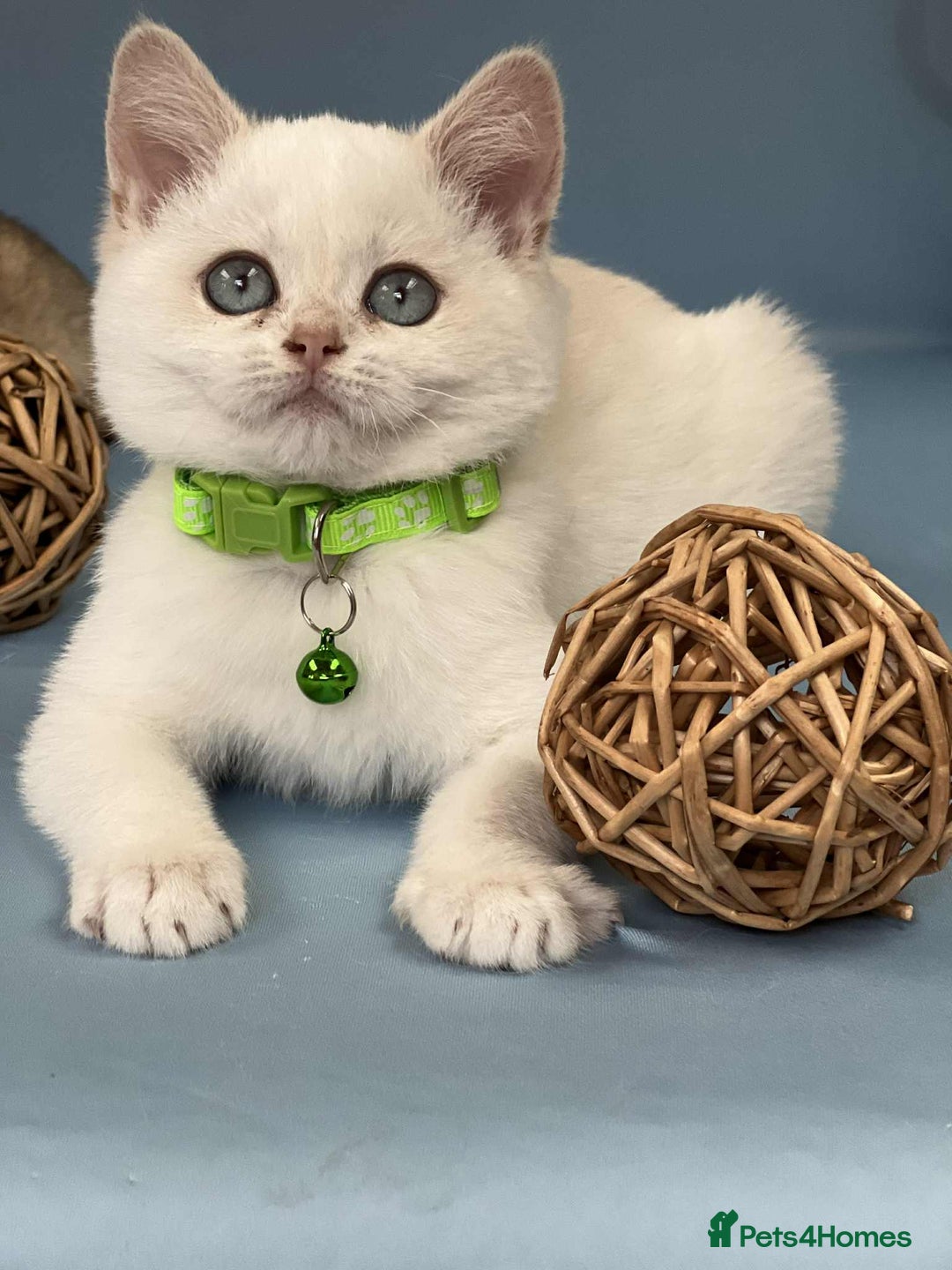 British Shorthair cats for sale: 🫶GCCF - NY12 Golden British Shorthair kittens 🫶 - Image 4