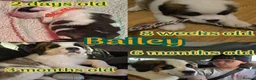 Saint Bernard dogs for sale: Kc registered Saint Bernard pups  - Advert 7