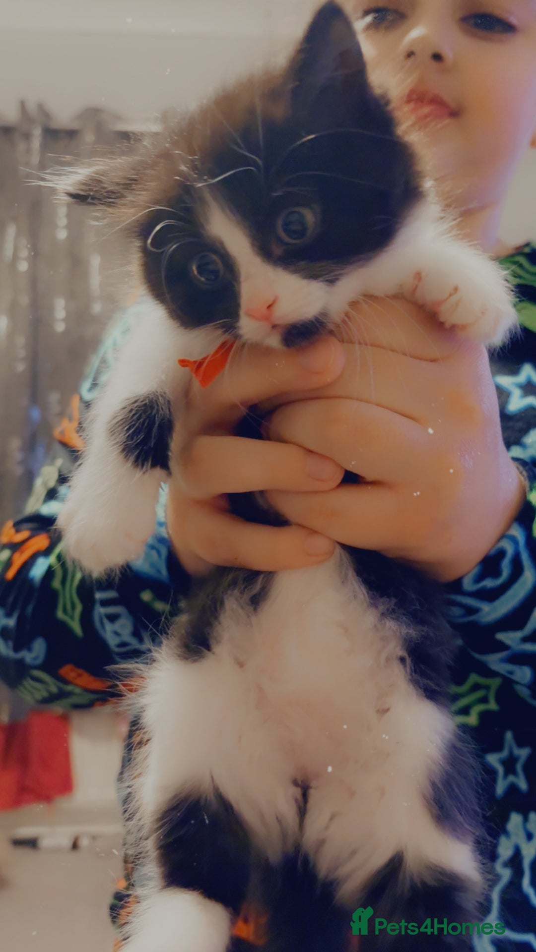 Mixed Breed cats for sale: 4 Beautiful fluffy kittens for sale - Advert 7