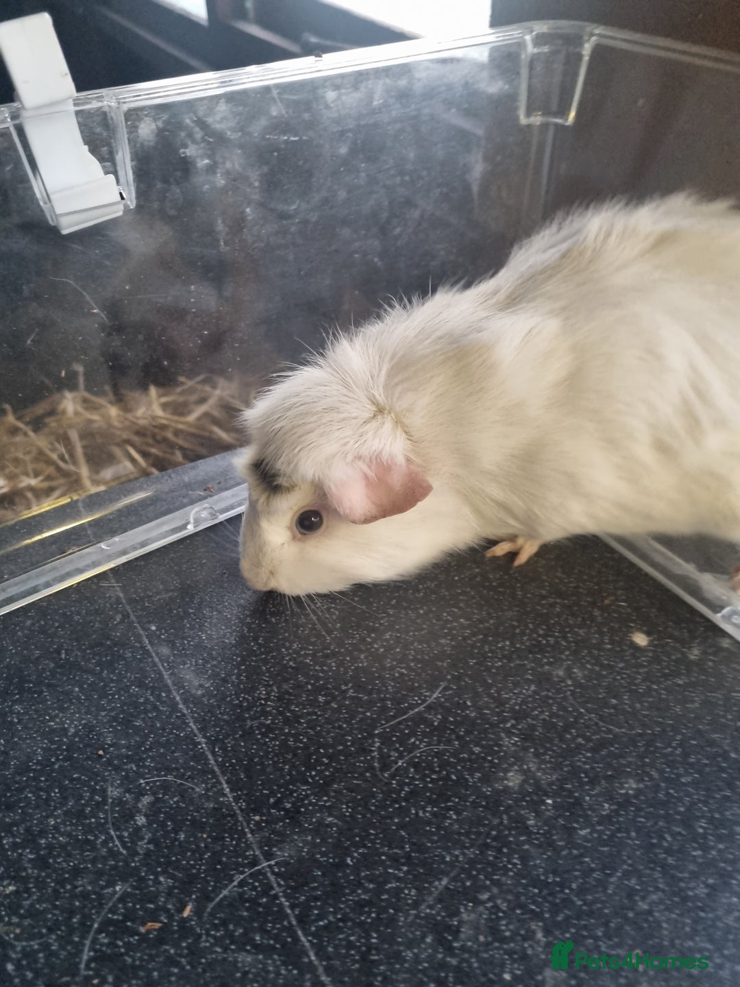 Guinea Pig rodents for sale: Three lovely guinea pigs looking for a new home - Advert 10