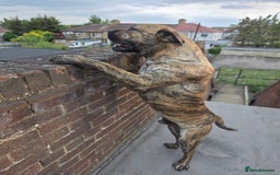 Presa Canario dogs for sale: Presa Canario Male  - Image 2