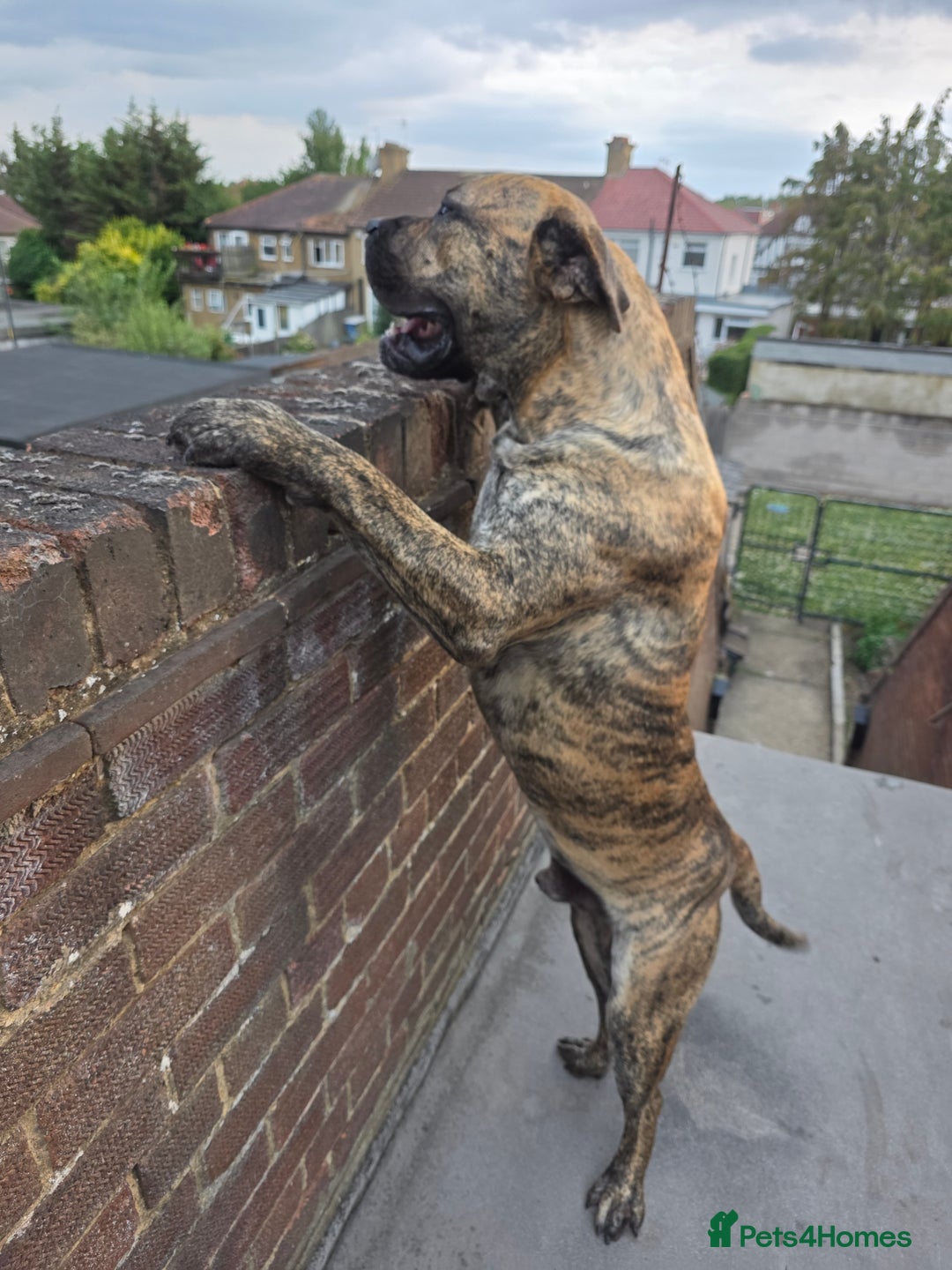 Presa Canario dogs for sale: Presa Canario Male  - Image 2
