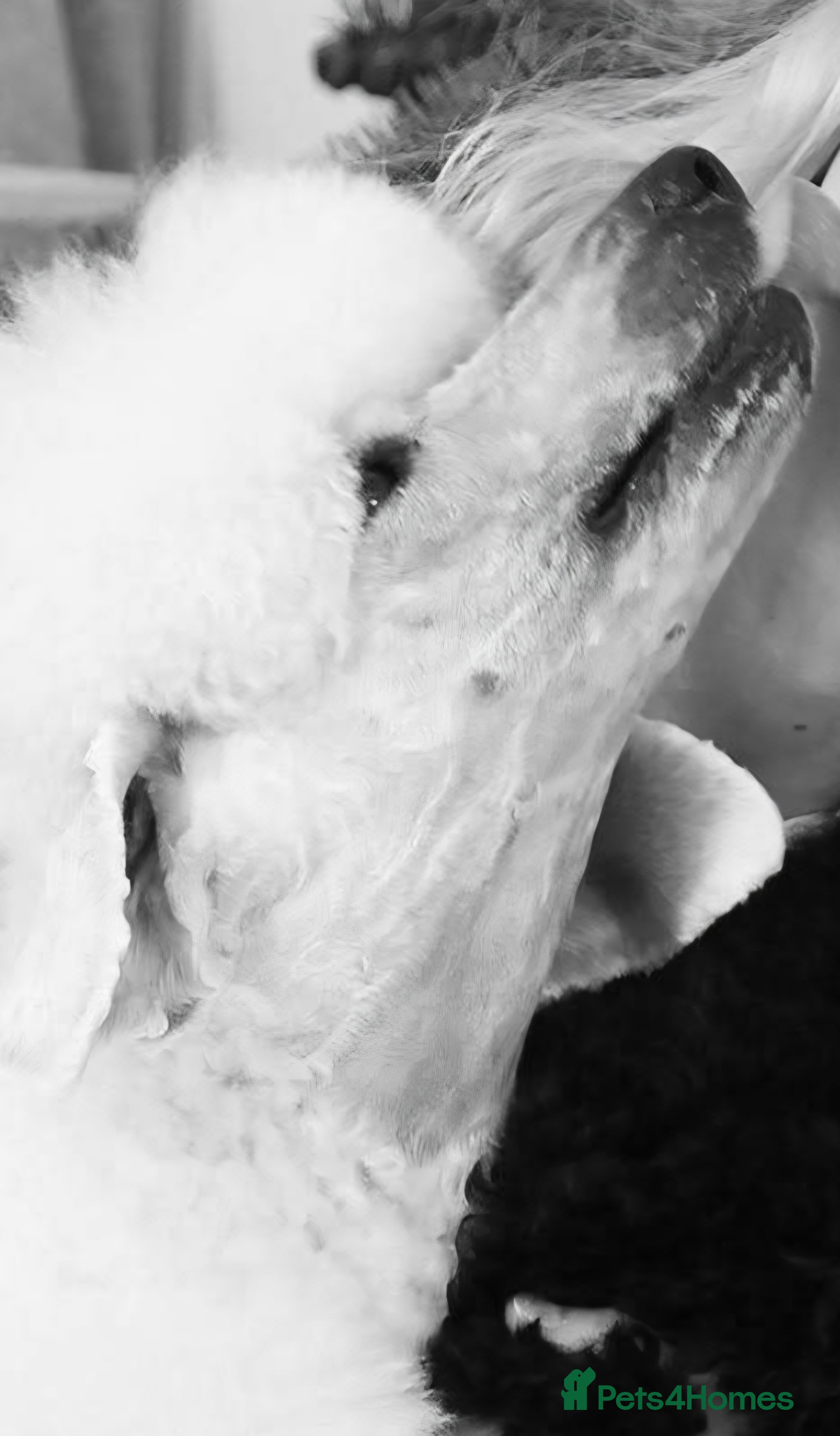 Standard Poodle dogs Standard poodle puppies🐩 - Advert 9