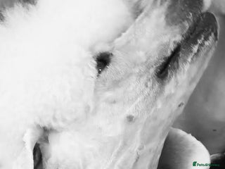 Standard Poodle dogs Standard poodle puppies🐩 - Advert 6