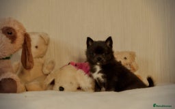 Pomsky dogs for sale: 5 tiny toy pomsky pups - Image 23
