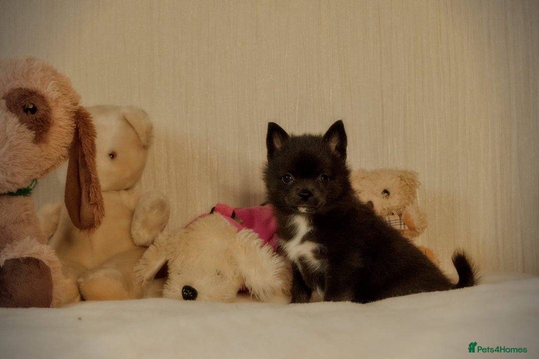 Pomsky dogs for sale: 5 tiny toy pomsky pups - Image 23