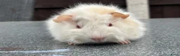 Guinea Pig rodents for sale: Swiss boars and Funky Boars  - Advert 7