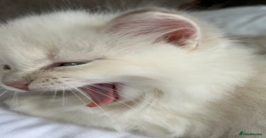 Ragdoll cats - Advert 5