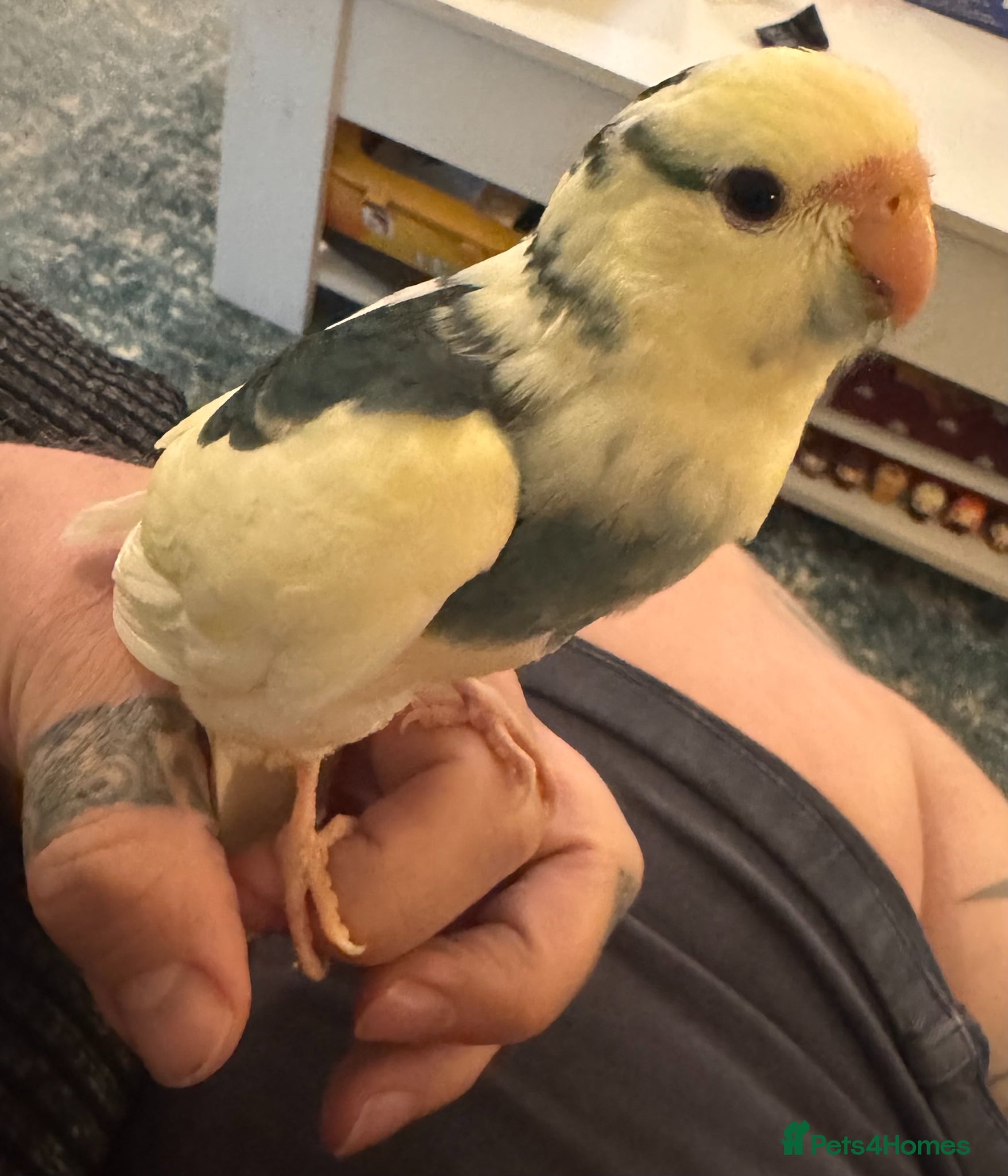 Parakeets birds 3 x Kakariki chicks for sale.  - Advert 5